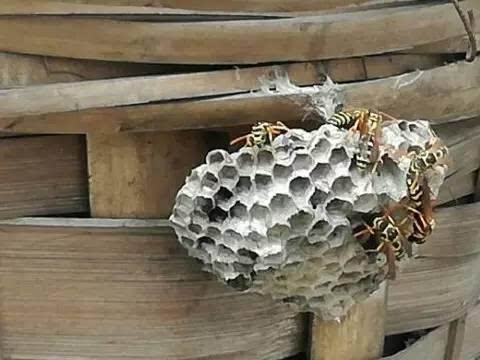 马蜂窝在农村很常见路上遇见别错过它可是好东西