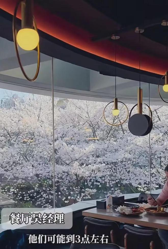 美得不像话上海一餐厅被樱花给的泼天富贵砸晕了靠窗一座难求食客纷纷